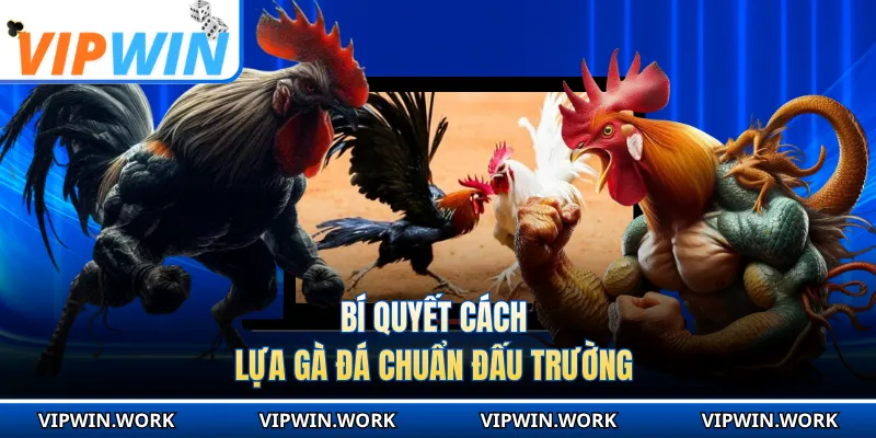 Bí quyết cách lựa gà đá chuẩn đấu trường
