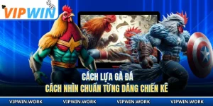 Cách Lựa Gà Đá - Cách Nhìn Chuẩn Từng Dáng Chiến Kê