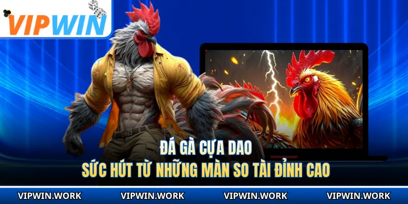 Đá Gà Cựa Dao - Sức Hút Từ Những Màn So Tài Đỉnh Cao
