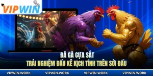 Đá Gà Cựa Sắt - Trải Nghiệm Đấu Kê Kịch Tính Trên Sới Đấu