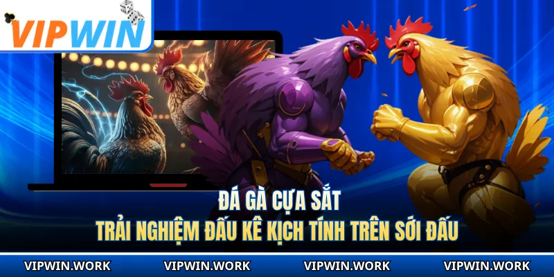 Đá Gà Cựa Sắt - Trải Nghiệm Đấu Kê Kịch Tính Trên Sới Đấu