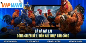 Đá Gà Mã Lai - Dòng Chiến Kê Lì Đòn Giữ Nhịp Tấn Công