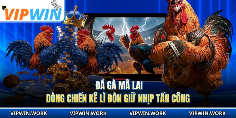 Đá Gà Mã Lai - Dòng Chiến Kê Lì Đòn Giữ Nhịp Tấn Công