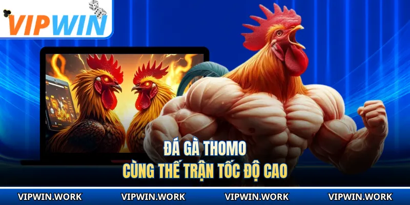 Đá gà Thomo cùng thế trận tốc độ cao