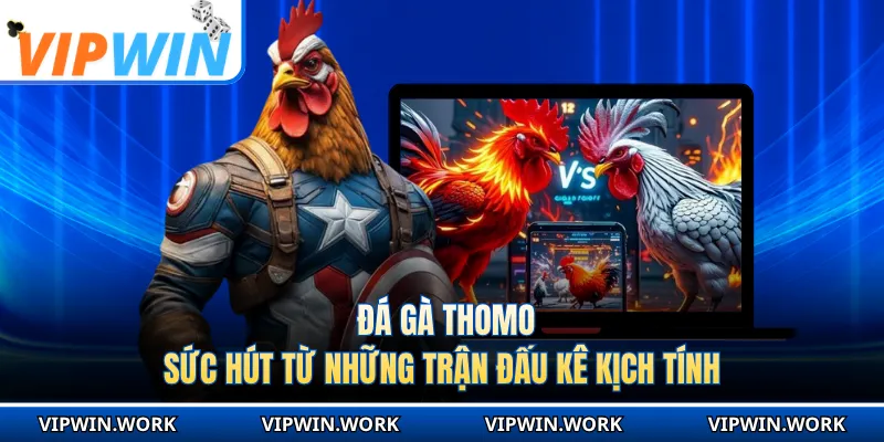 Đá Gà Thomo - Sức Hút Từ Những Trận Đấu Kê Kịch Tính