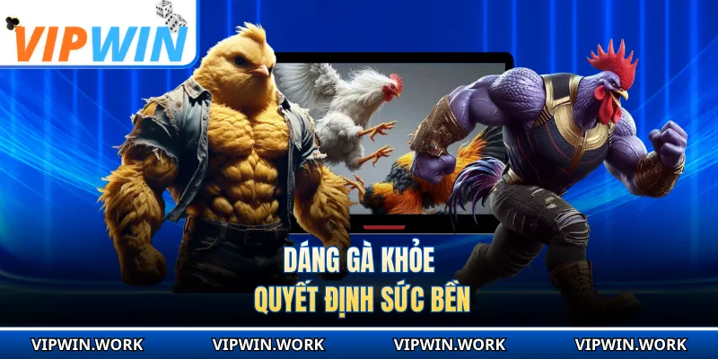 Dáng gà khỏe quyết định sức bền