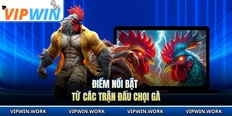 Điểm nổi bật từ các trận đấu chọi gà