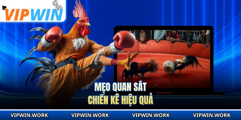 Mẹo quan sát chiến kê hiệu quả