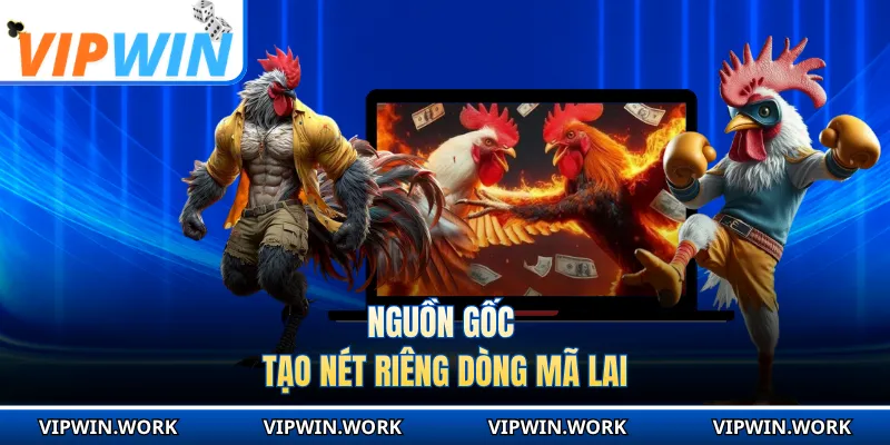 Nguồn gốc tạo nét riêng dòng Mã Lai