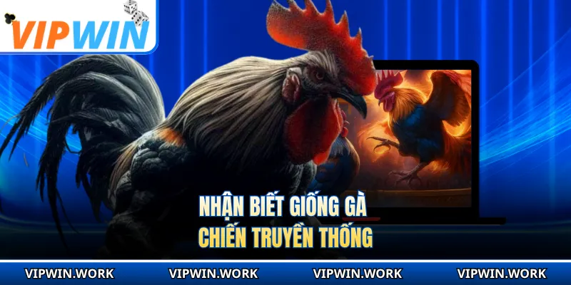 Nhận biết giống gà chiến truyền thống