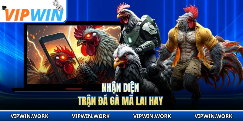 Nhận diện trận đá gà Mã Lai hay