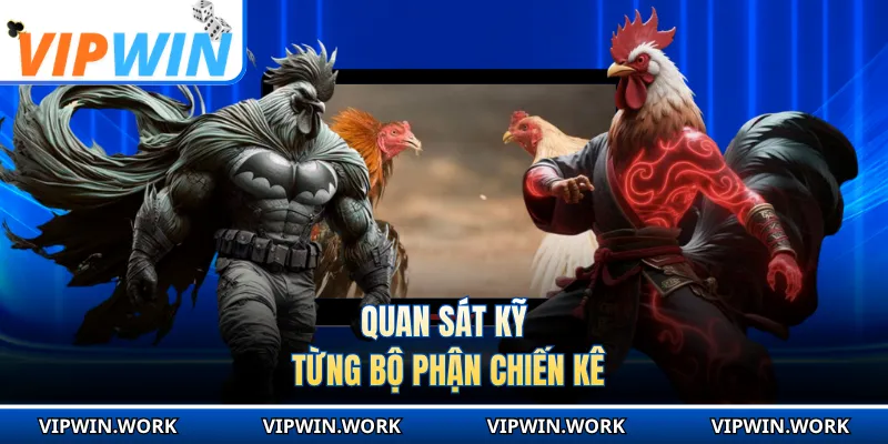 Quan sát kỹ từng bộ phận chiến kê
