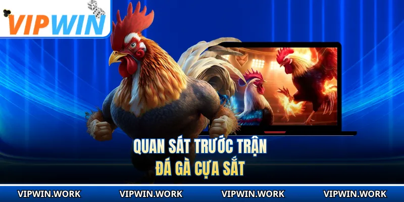 Quan sát trước trận đá gà cựa sắt