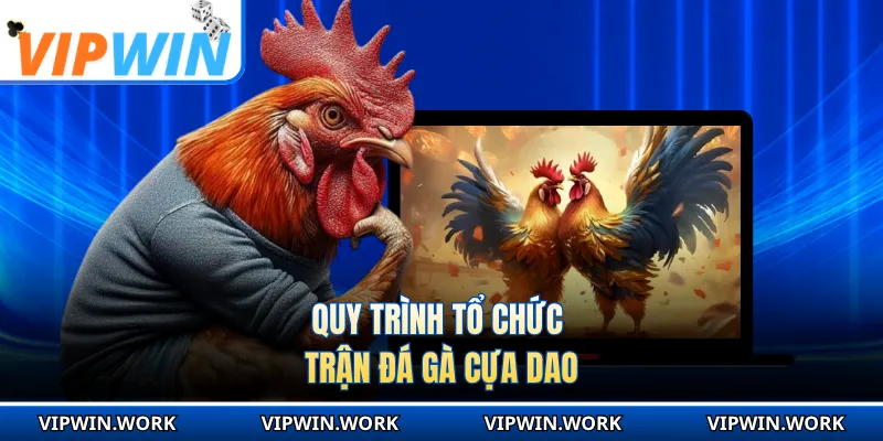 Quy trình tổ chức trận đá gà cựa dao